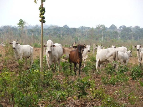 Cattle ranching in Brazil